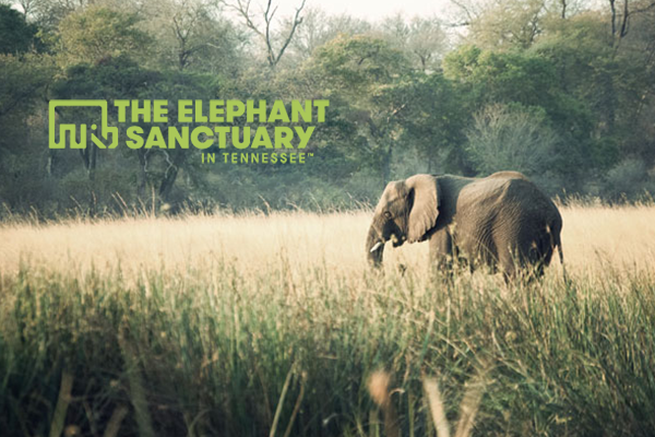 org-elephants